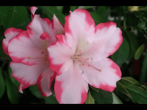 Видео: Как пересаживать азалии японские? | How to transplant Japanese azaleas? | Rhododendron obtusum