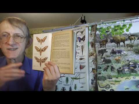 Видео: Разведение Бабочек в Домашних Условиях, ЧАСТЬ-2. Как и Зачем Разводить Бабочек? #Lepidoptera