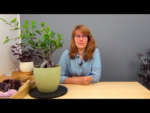 Видео: Фикус Микрокарпа (ч.2).