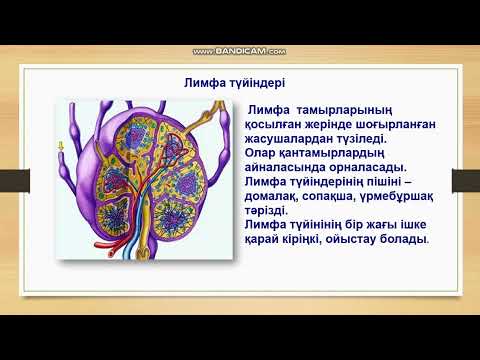 Видео: Ағзаның ішкі ортасы. (қан, лимфа, ұлпа сұйықтығы) және оның ағза тұрақтылығын ұстаудағы маңызы.