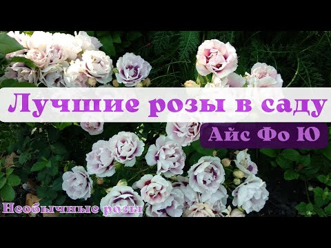 Видео: Лучшие розы в моем саду. Айс Фо ю самая ранняя роза.