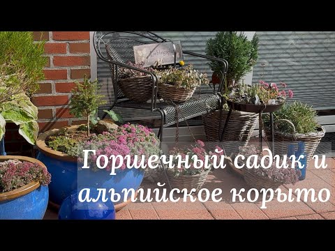 Видео: Новое альпийское корыто и обзор моего контейнерного садика 🌿