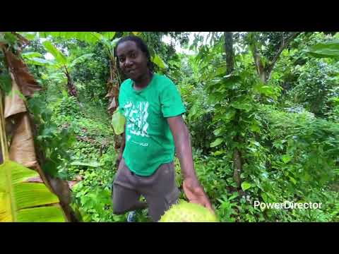 Видео: Давайте подкормим коз УРАГАН