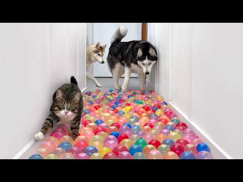 Видео: Котёнок застрял в болоте из водяных шариков! Новое забавное испытание для собак и кошек
