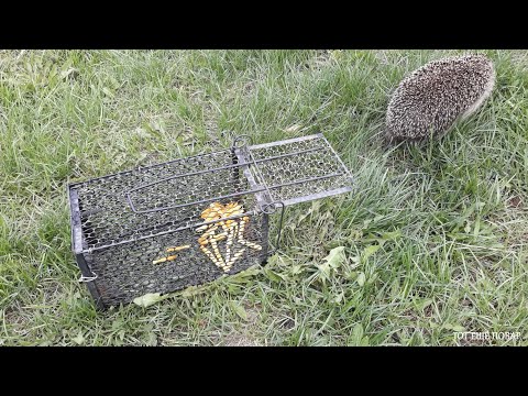 Видео: ХОМЯК И ЁЖИКОМ! 🐹 И🦔