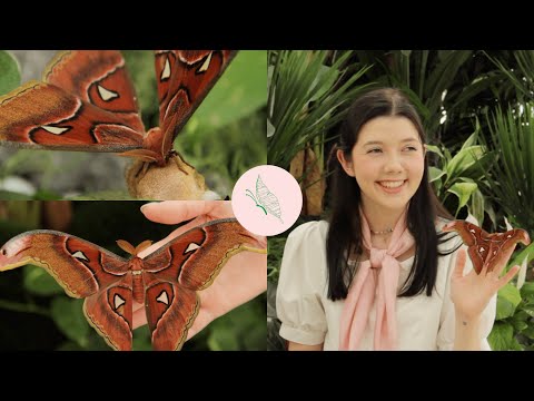 Видео: Павлиноглазка Атлас. Гигант среди бабочек