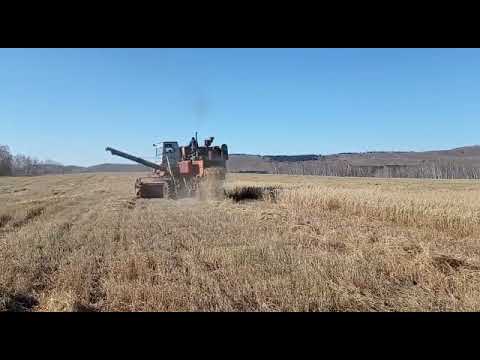Видео: комбайн Нива СК-5