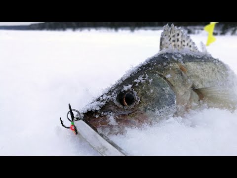 Видео: ОСТОРОЖНО, ЗЛЫЕ СУДАЧКИ! Зимняя рыбалка, ловля судака на балансир, раттлин и блесну