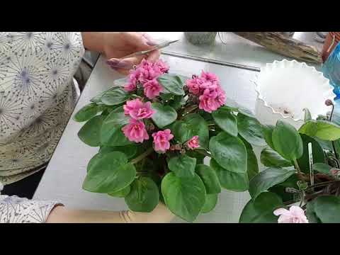 Видео: Как быстро размножить фиалку трейлер