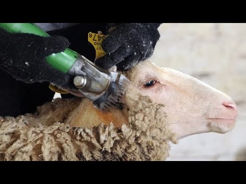Видео: Қой қырқудың құпияларын айттық! Түк қиын емес екен!