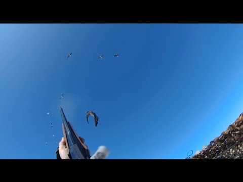 Видео: Выезд до избы на охоту за гусями 2023