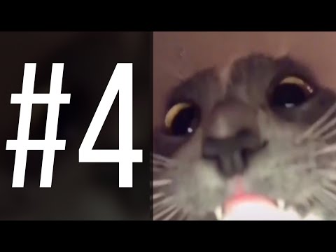 Видео: знаки зодиака в мемах 4