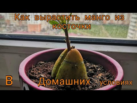 Видео: Как вырастить манго в домашних условиях