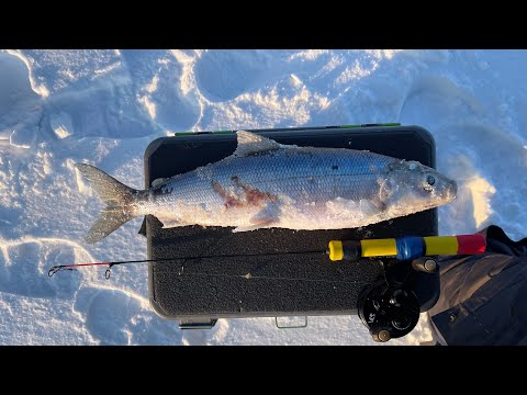 Видео: Первая рыбалка на Байкальского глубинного омуля 😃