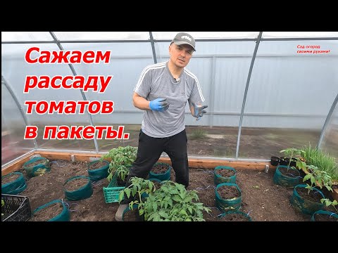 Видео: Высаживаем рассаду томатов в неотапливаемую теплицу в пакеты.
