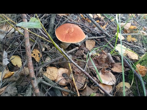 Видео: Назвался груздем-полезай в кузовок😂