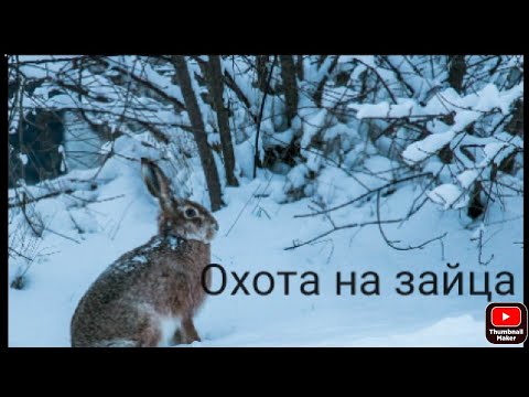 Видео: Охота на зайца проверка петель. Проверка солонца на зайца