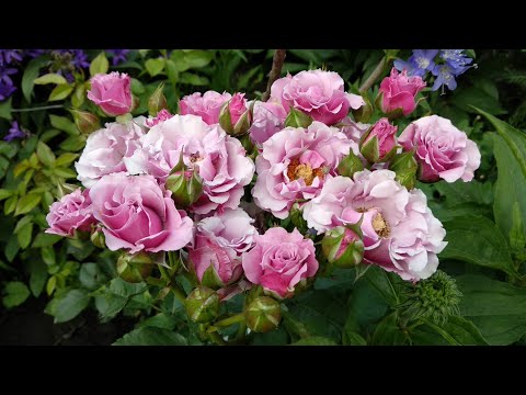 Видео: Розы. Конец июля, а им нужен азот. Монофосфат- лучшее для роз в конце лета.