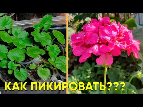 Видео: Выращиваем пеларгонию из семян! Пикируем подросшие сеянцы герани!