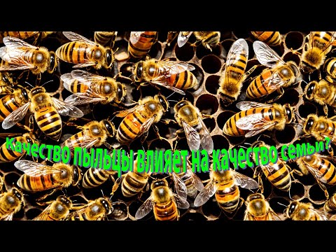 Видео: Профессор Кашковский: Качество пыльцы влияет на качество семьи?