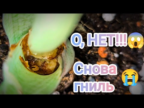 Видео: СНОШУ ВЕРХУШКУ АЛОКАЗИИ НИНДЗЯ🫣загнил ствол от цветоносов🥺🤬Снимаю клубни и черенкую ствол✂️