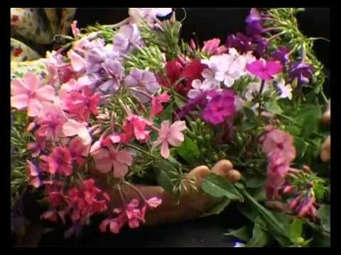 Видео: Сад и огород. Флоксы метельчатые