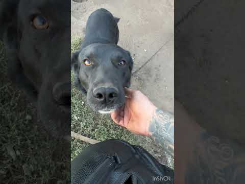 Видео: we feed other people's dogs🥹кормим чужих собак 🥹