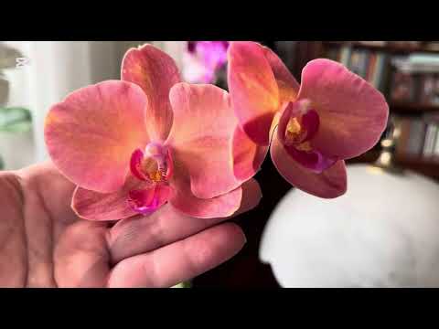 Видео: МУТАЦИЯ НЕ СЛУЧИЛАСЬ 🤔🙄, Ph. Monza🔥, ИСТОРИЯ ЦИТОКИНИНОВОЙ ДЕТКИ 🌺🌺🌺
