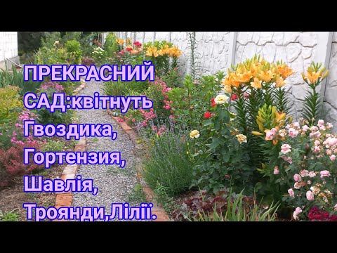 Видео: Мій ПРЕКРАСНИЙ САД у червні#сад#обзорсада#розы#троянди#гвоздика#шалфей#ирисы#дрглядзатрояндами#озеро