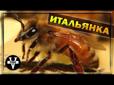 Видео: ИТАЛЬЯНСКАЯ ПЧЕЛА. Отзыв пчеловода об опыте работы с итальянкой.