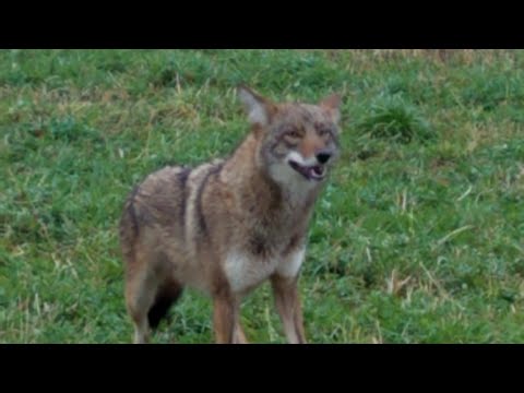 Видео: Да, пора ставить ловушки, эпизод 1 #койоты #ловушки #инструкции #созданиенаборов #фермерскаяжизнь...