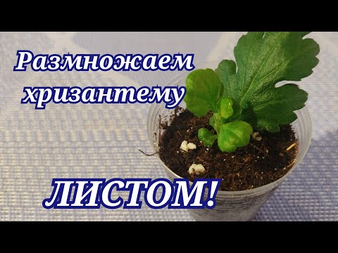 Видео: Хризантема .Как размножить хризантему из листа!