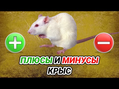 Видео: Домашние крысы - плюсы и минусы. Крысы как домашние животные