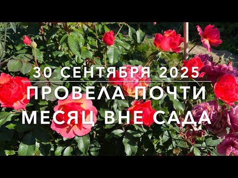 Видео: Сентябрьский сад без ухода + БОНУС. 30сент2025