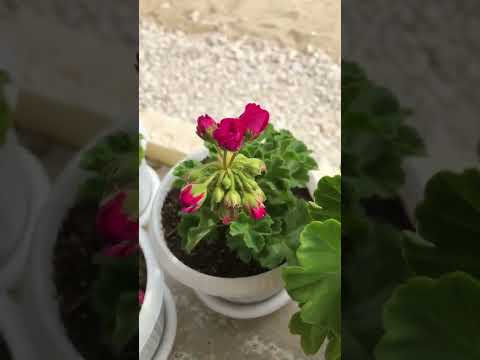 Видео: Обзор пеларгоний