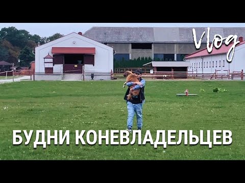 Видео: Будни коневладельцев