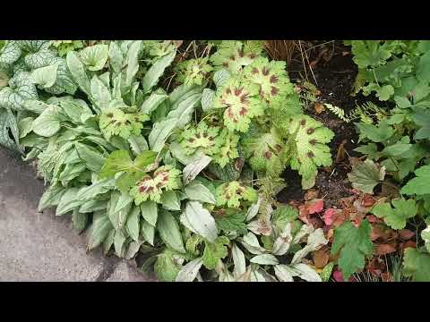 Видео: 🌺ВІЧНОЗЕЛЕНА ,НЕЙМОВІРНА ПАХІСАНДРА і моє РОЗЧАРУВАННЯ!🌺