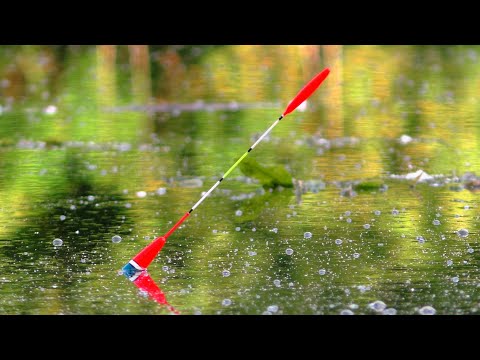 Видео: КРУПНИЙ КАРАСЬ і ЛИН 🐟. Горохова МАСТИРКА 🎣 Ловля на поплавок.