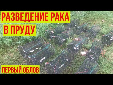 Видео: Облов прудов.Аккр.Влог