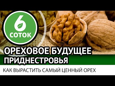Видео: Ореховое будущее Приднестровья. Как вырастить самый ценный орех. 6 соток 05.09.2022