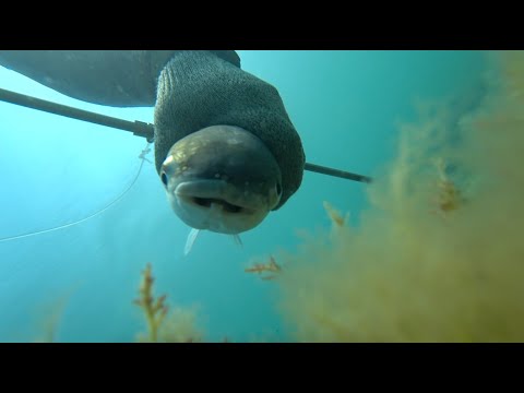 Видео: ПО.Два дня трудовой охоты.