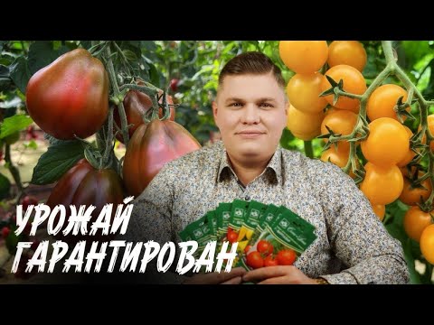 Видео: САМЫЕ ВКУСНЫЕ СОРТА ТОМАТОВ, ЛУЧШИЕ ПЕРЦЫ, УРОЖАЙНЫЕ ОГУРЦЫ | СЕМЕНА И НОВИНКИ СЕМКО НА РАССАДУ