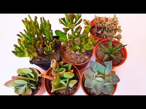 Видео: Болталка-пересадка моих новых суккулентов🥰.