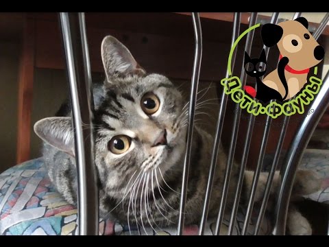 Видео: Кошка после стерилизации, чем кормить, когда снимать швы и другие моменты