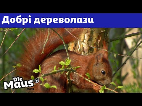 Видео: Чому у білок такі пухнасті хвости? | DieMaus | WDR