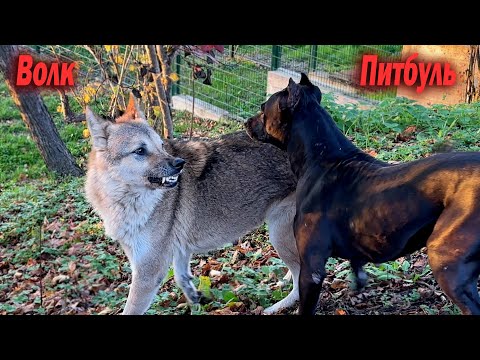 Видео: Питбуль Муса и Багира удивили так удивили  что произошло ???? Волк и Питбуль.