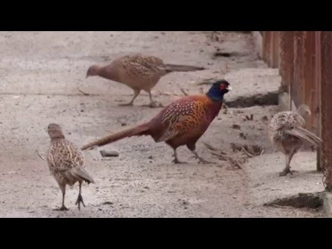 Видео: Фазановото стопанство в Ормана