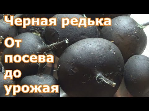 Видео: Черная редька. От посева до урожая.