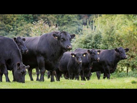 Видео: АНГУС: КӨНЕ ТҰҚЫМ,  СОҒАН ҚАРАМАСТАН ӘРҚАШАН ТАНЫМАЛДЫЛЫҚТЫҢ ШЫРҚАУ ШЕГІНДЕ БОЛЫП ҚАЛА БЕРМЕК