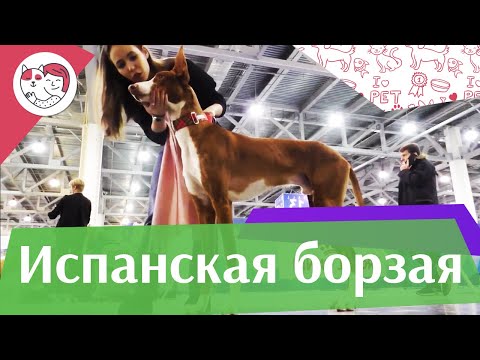 Видео: Испанская борзая на ilikepet. Особенности породы, уход